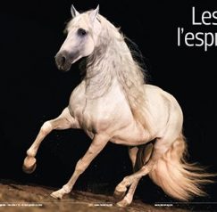 Les chevaux ibériques à l'honneur dans Cheval Magazine Hors Série