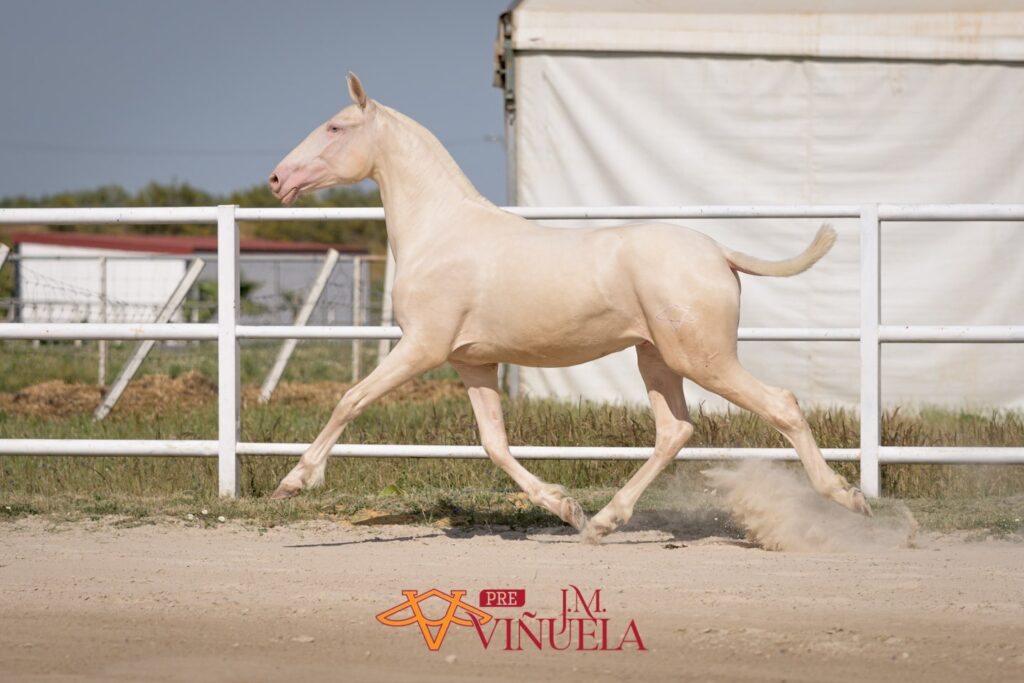 Copito de Vinuela - juin 2022