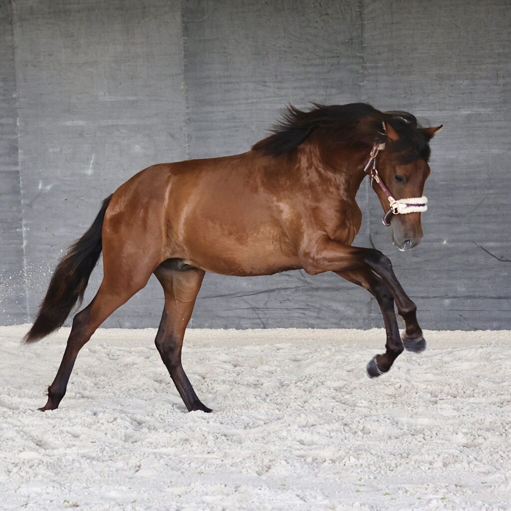 Maestro du Corval - 1,3 ans - Aout 2023