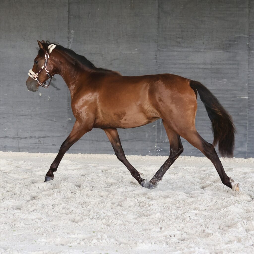 Maestro du Corval - 1,3 ans - Aout 2023