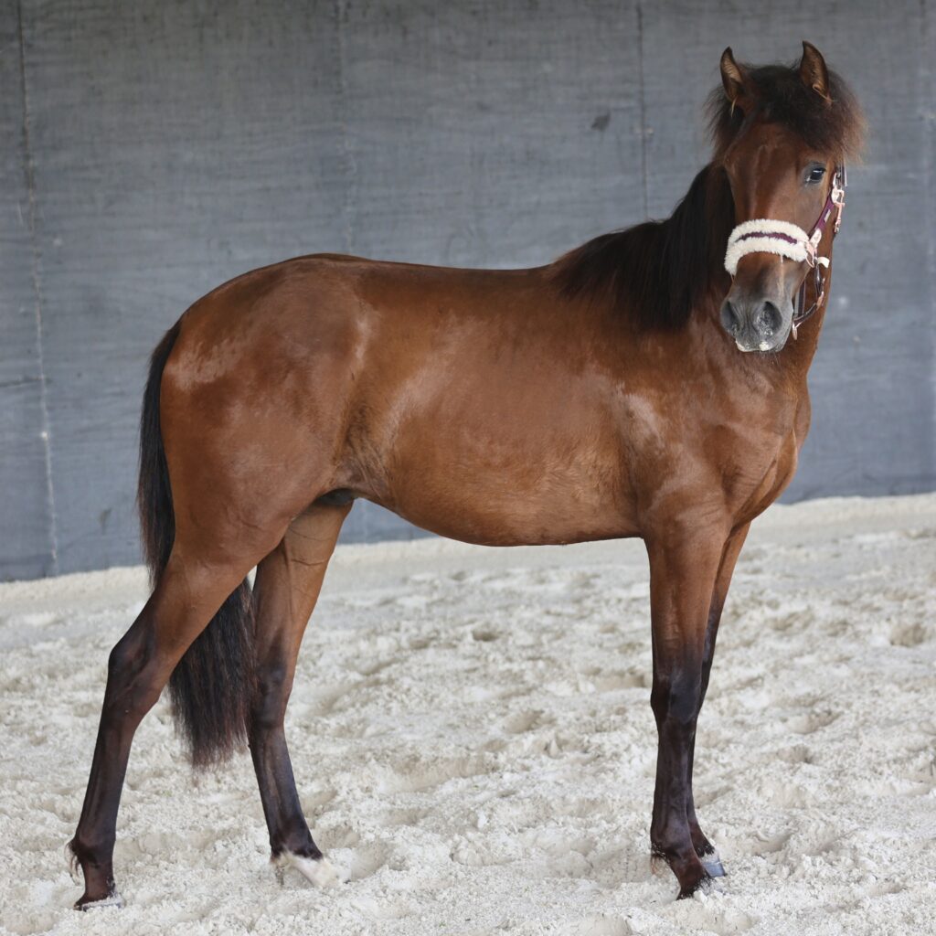 Maestro du Corval - 1,3 ans - Aout 2023