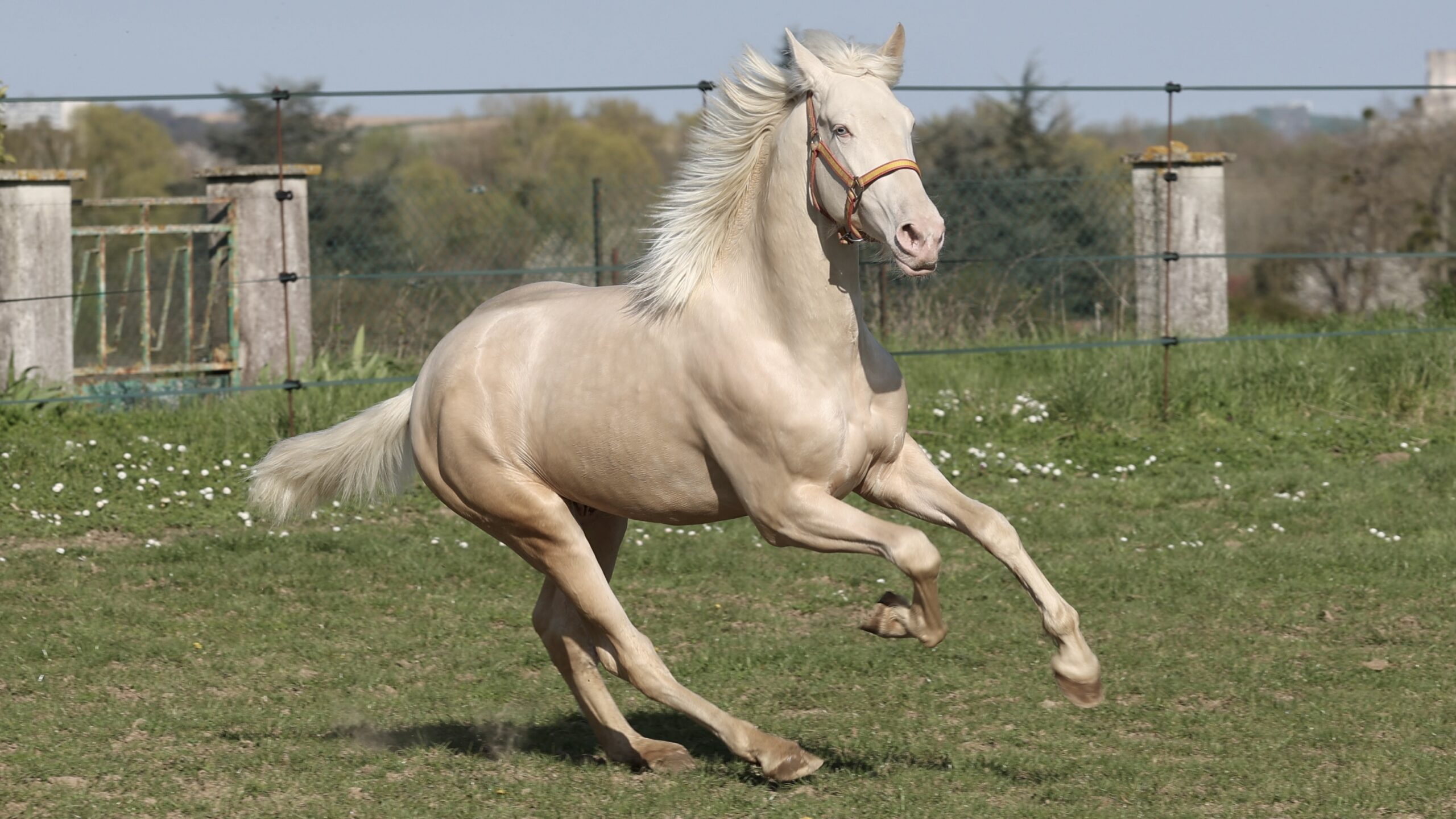 Copito de Vinuela - Etalon Pur Race Espagnol Cremello PRE PP