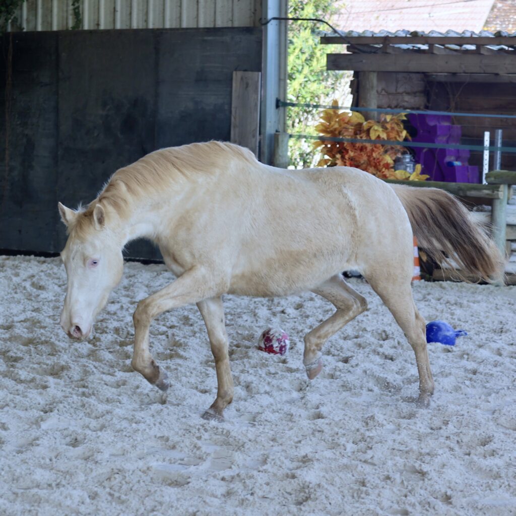 Libertad du Corval - 3 ans - Pouliche Pure Race Espagnole crème (Perlina) PRE PP