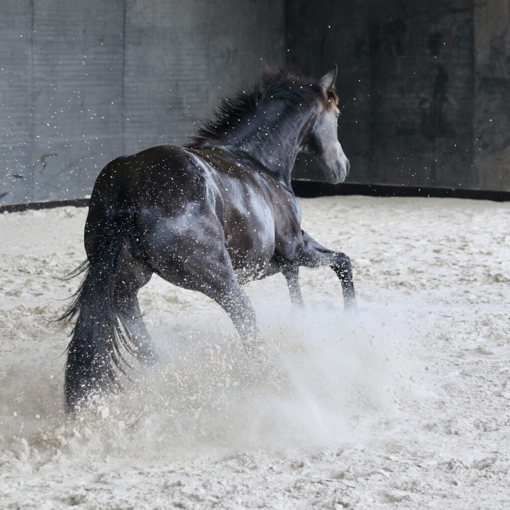 Leyenda du Corval - pouliche Pure Race Espagnole PP grise