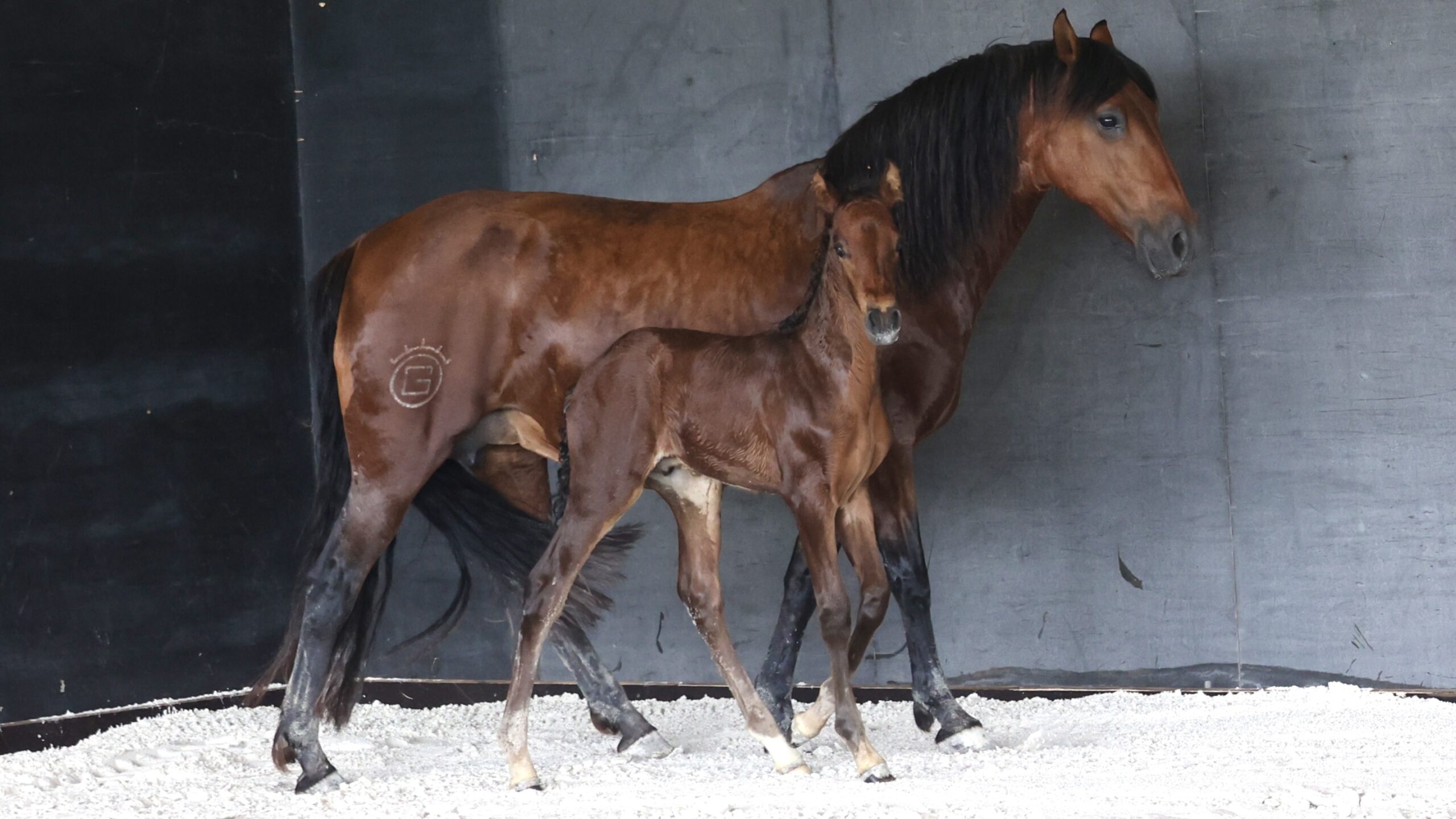 Maestro du Corval - Poulain Pur Race Espagnol (PRE)