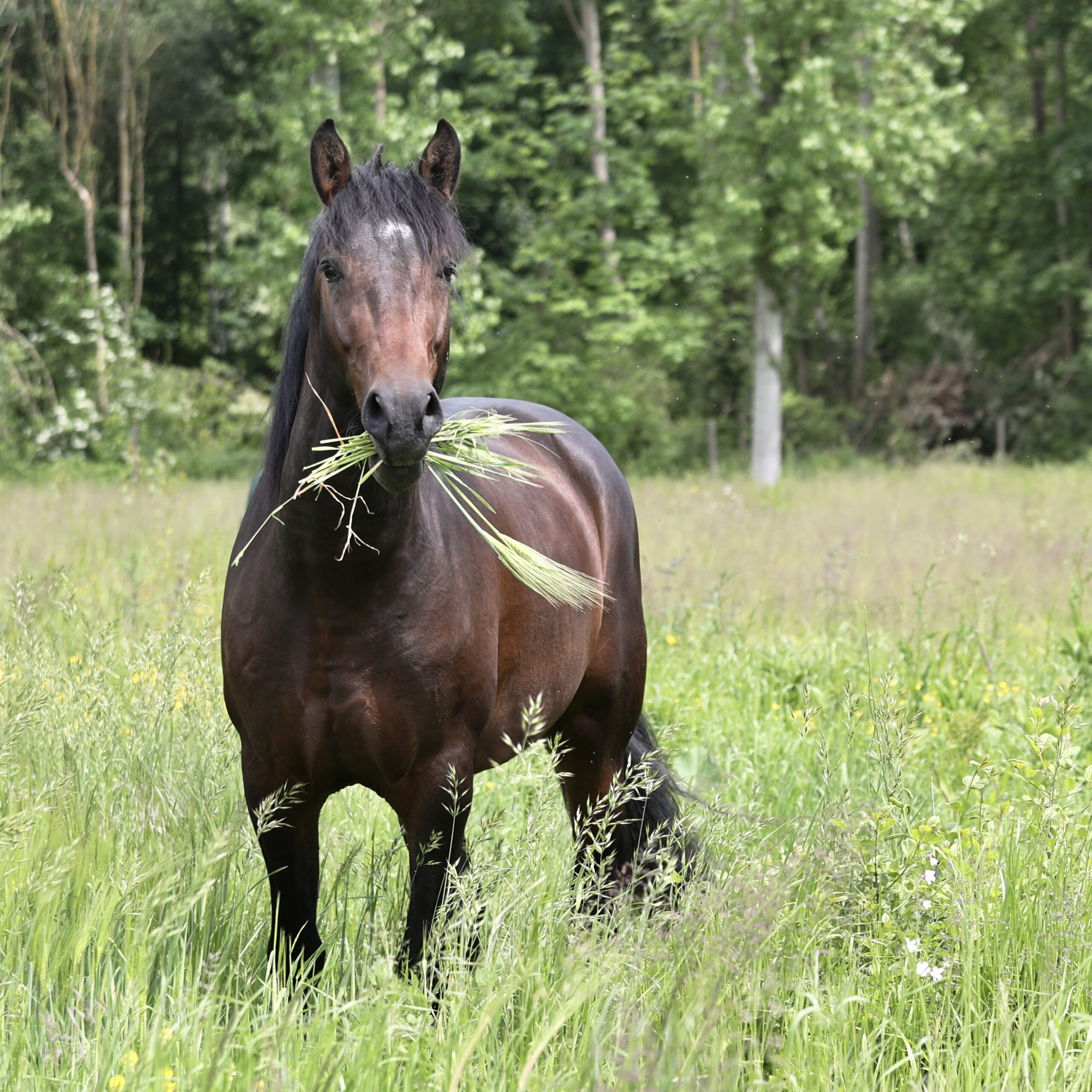 Jomeo du Corval - Etalon pur race espagnol bai PRE PP