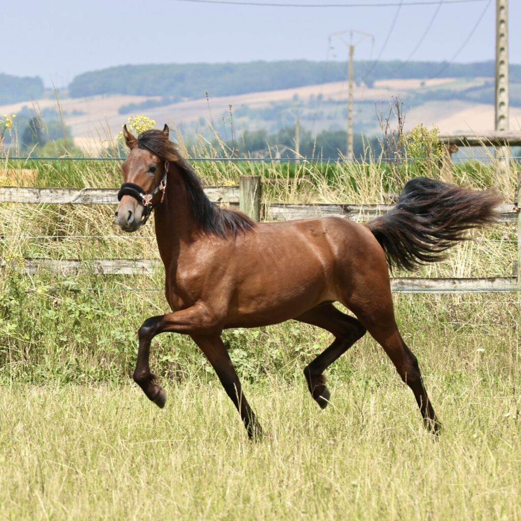 Maestro du Corval - 1,2 ans - juillet 2023