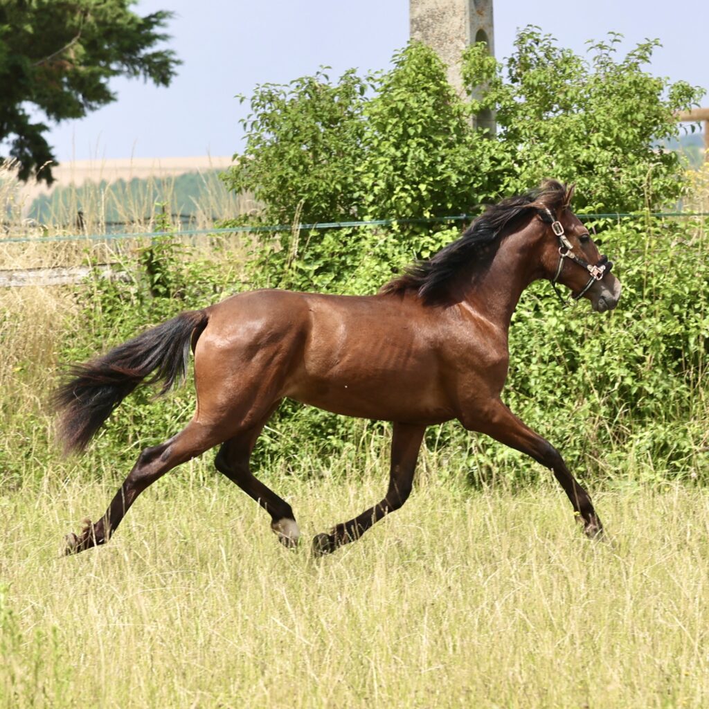 Maestro du Corval - 1,2 ans - juillet 2023