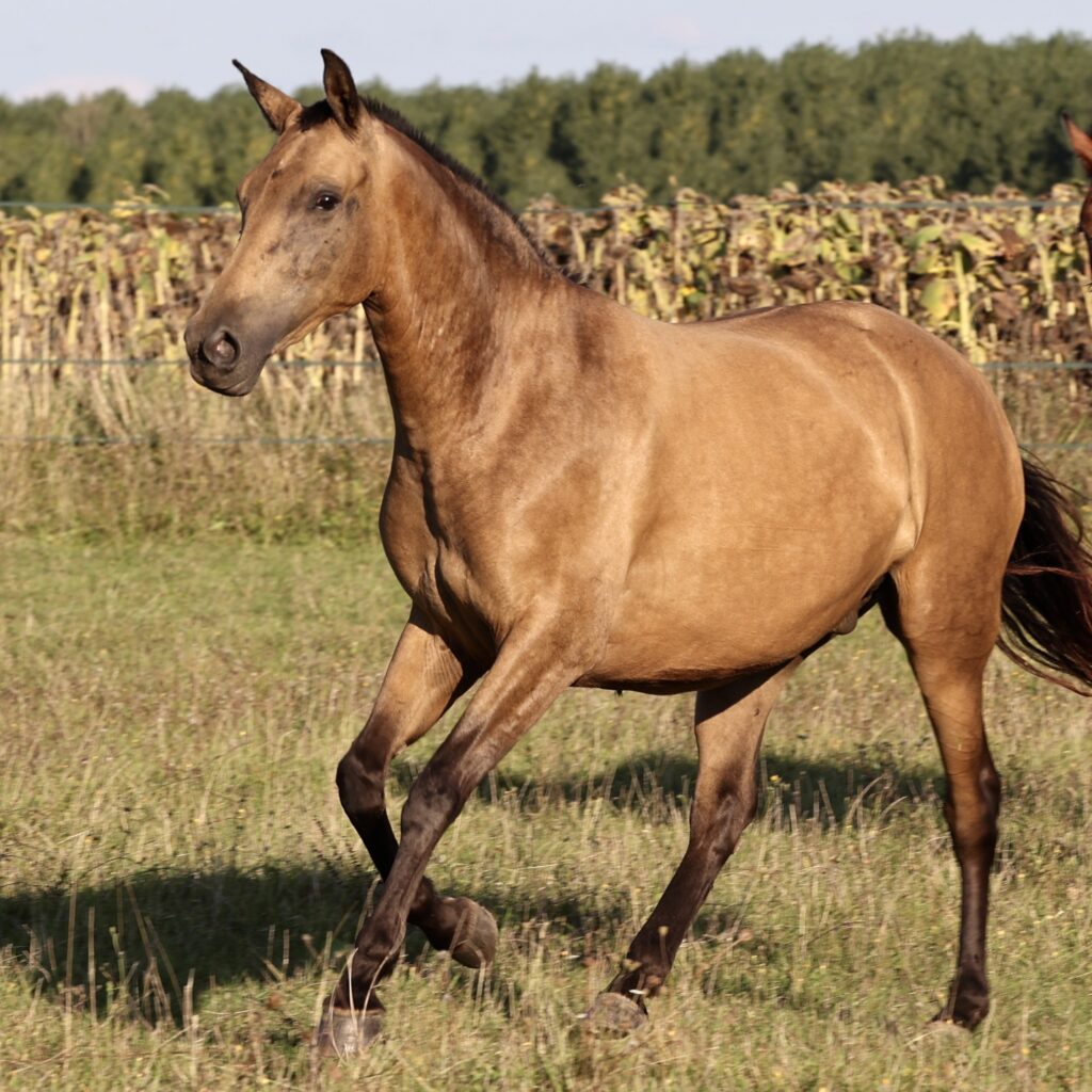 Khaleesi du Corval - septembre 2023 - 3 ans - jument OC Isabelle de 2 parents PRE PP