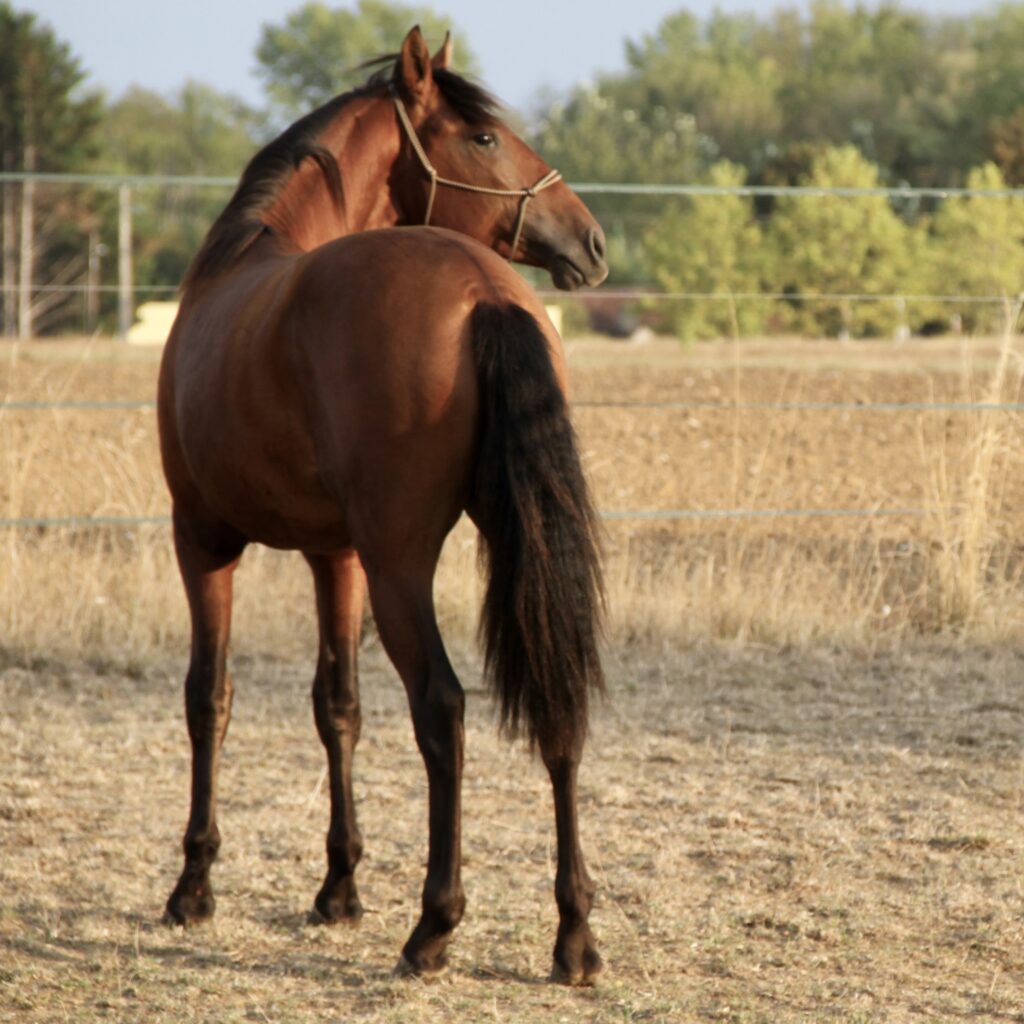 Jugador du Corval poulain pur race espagnol bai pre pp