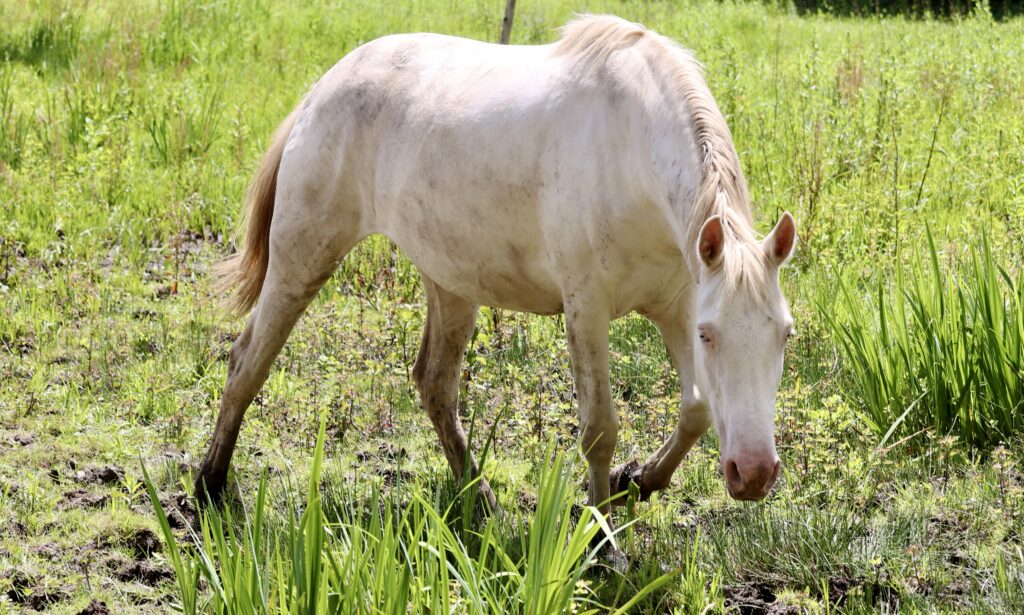Libertad du Corval - Jument Pure race espagnole (PRE PP) de 2021 perlina