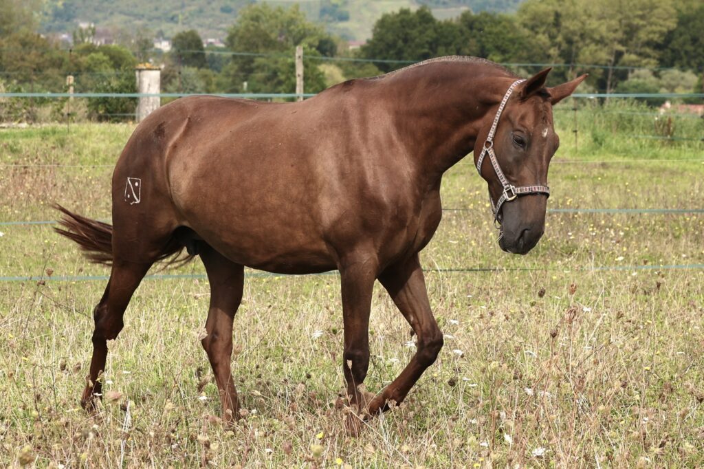 Seni Griega - Jument Pure race espagnole (PRE PP) alezane de 2015