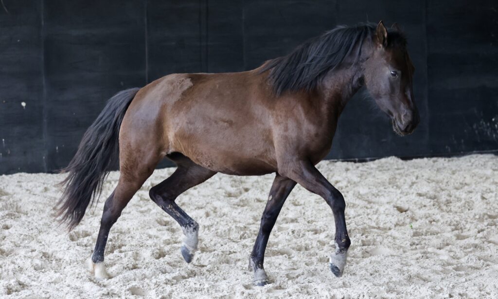 Lobrega Gom - Jument Pure race espagnole (PRE PP Apta) de 2021 noire