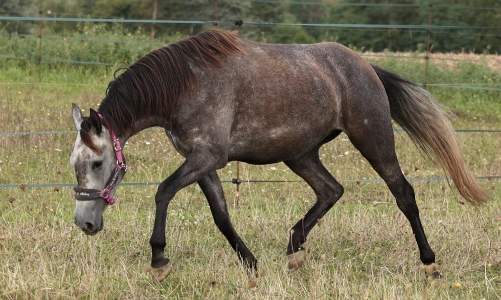 Leyenda du Corval - Jument Pure race espagnole (PRE PP) de 2021 grise porteuse de crème