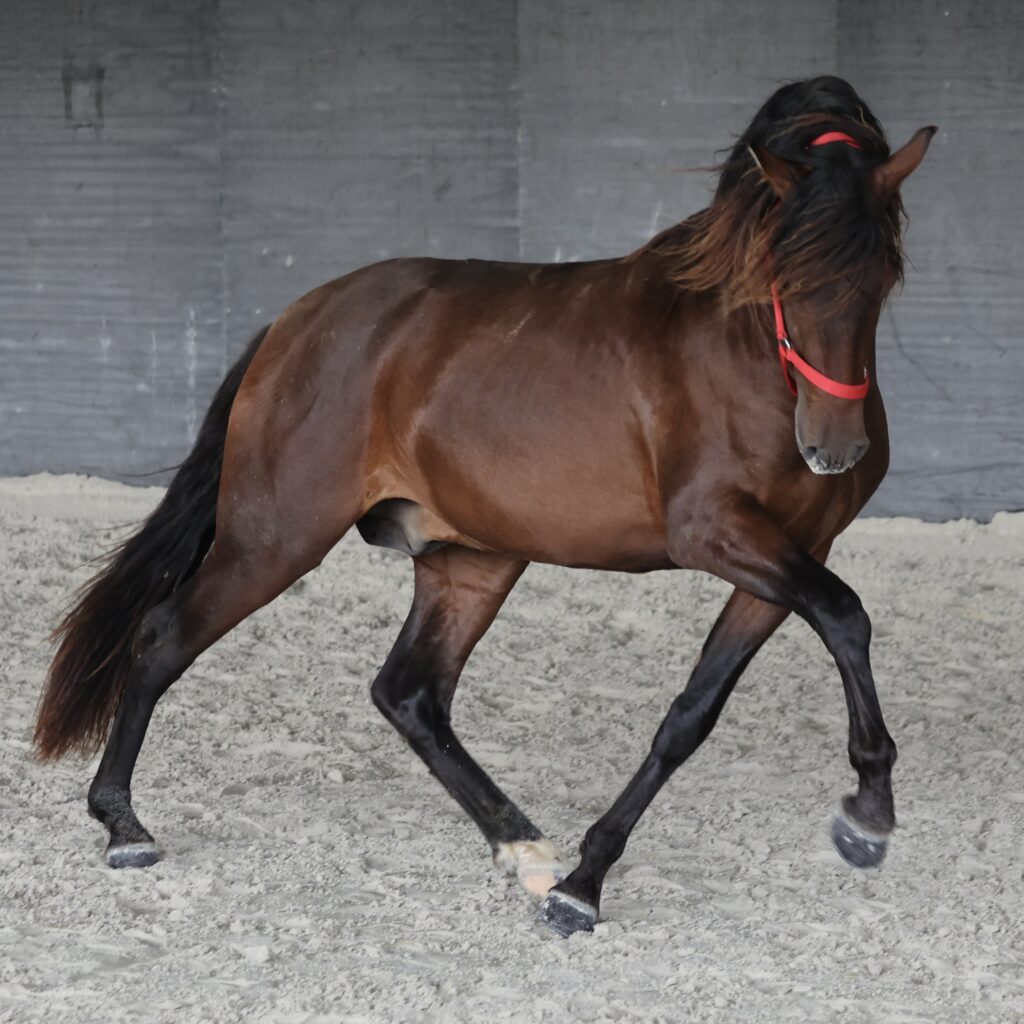 Maestro du Corval - Hongre Pure race espagnole (PRE PP) bai de 2022