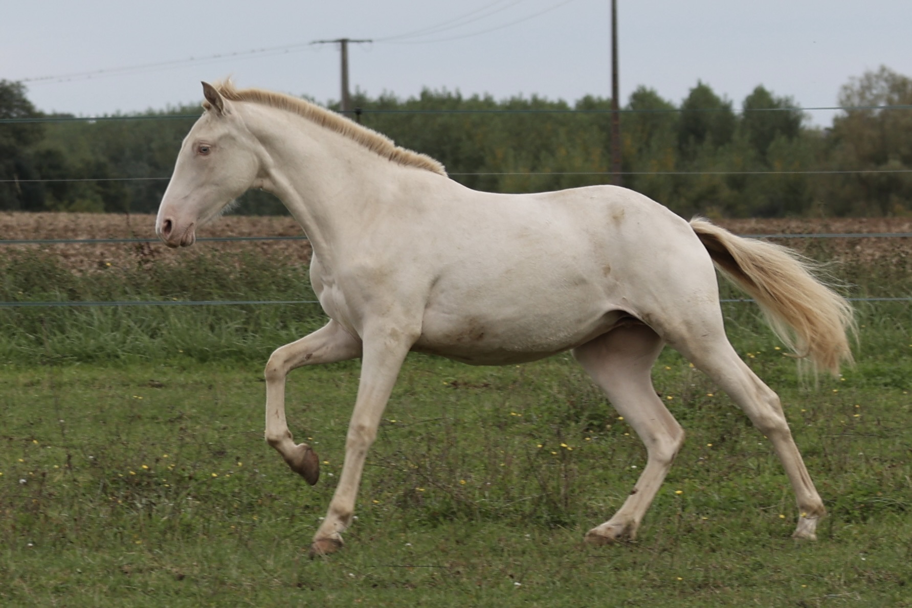 Nieve du Corval - Pouliche Pure race espagnole (PRE PP) crème (perlina)