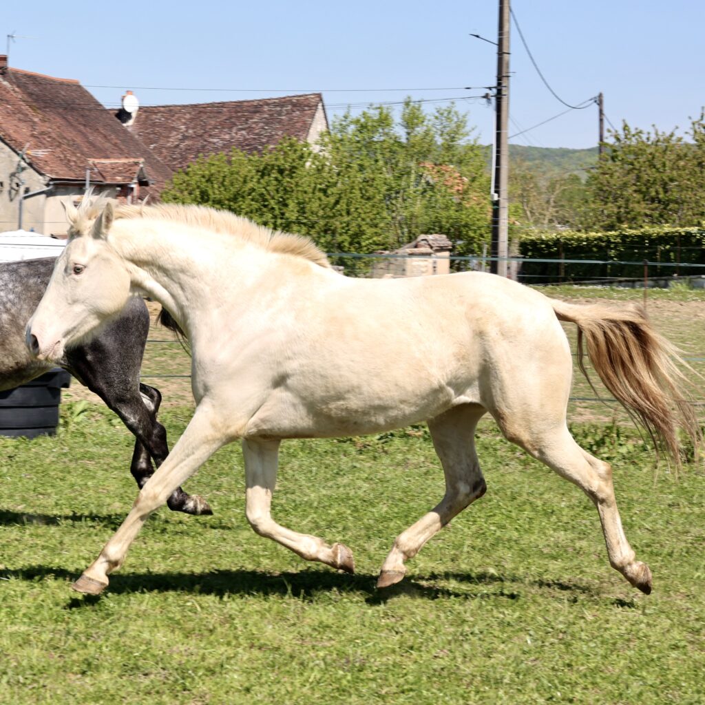 Libertad du Corval Jument PRE Apta de 5 ans en 2026