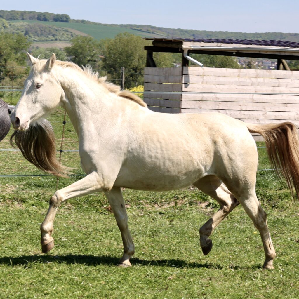Libertad du Corval Jument PRE Apta de 5 ans en 2026