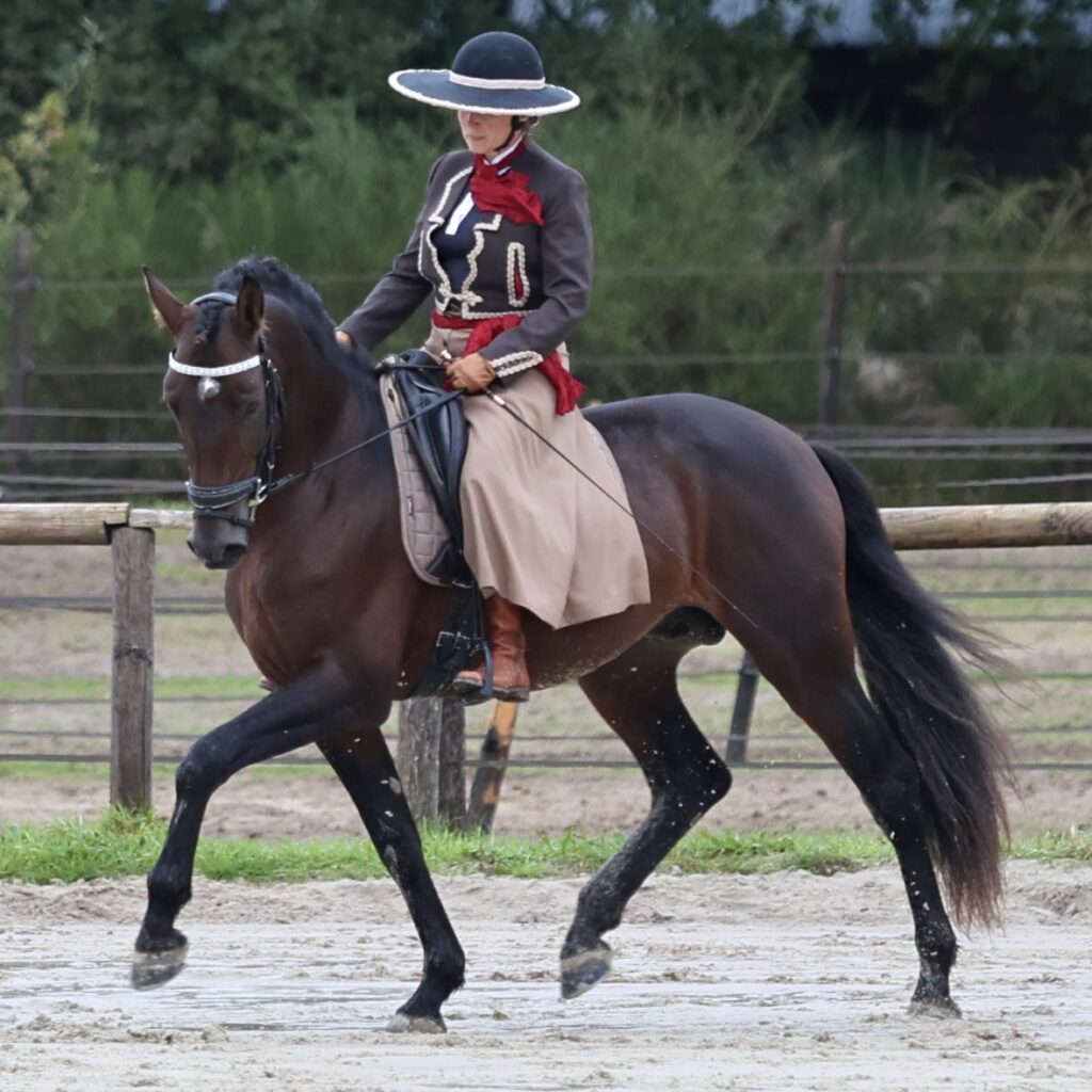 Jomeo du Corval x Olga - Etalon PRE