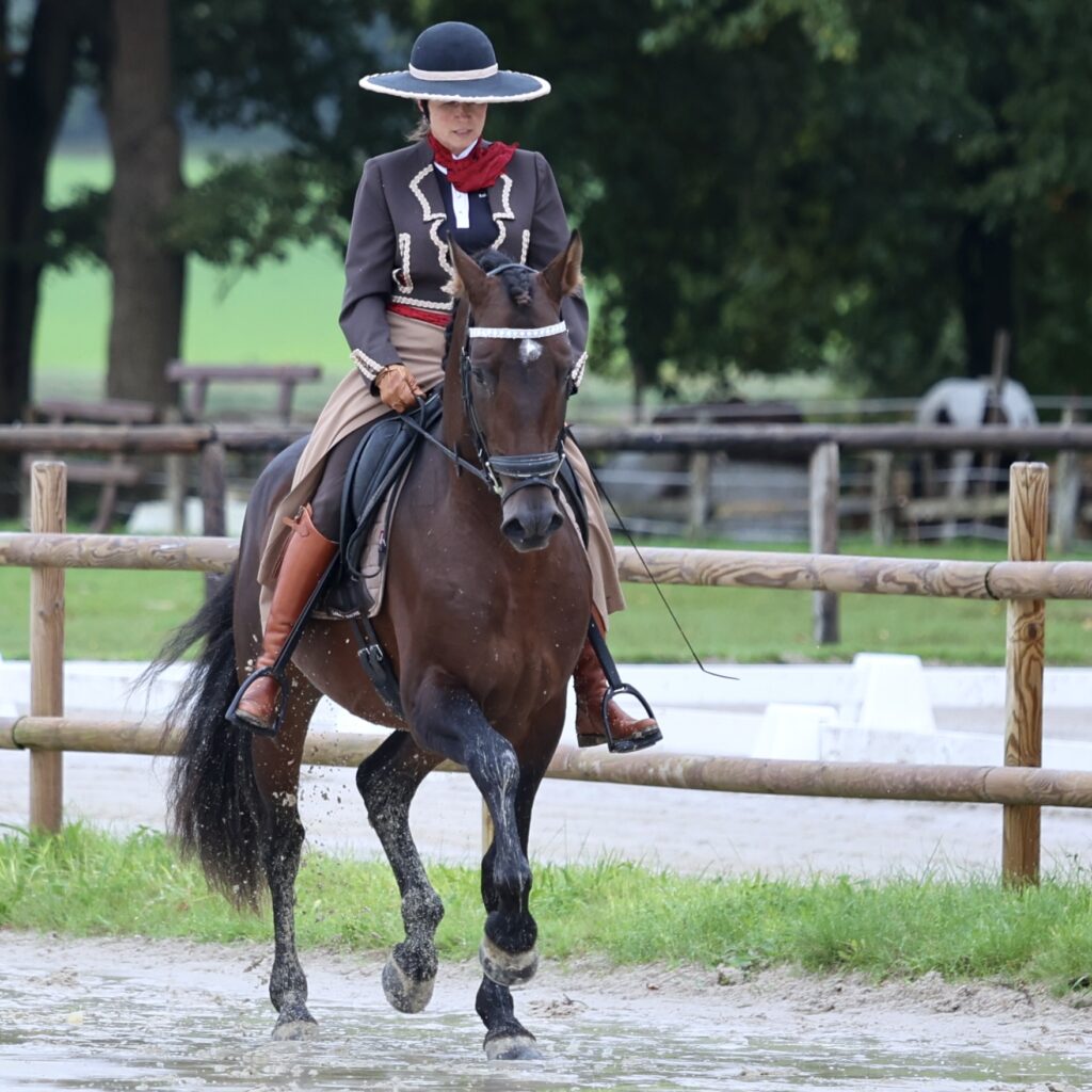 Jomeo du Corval x Olga - Etalon PRE