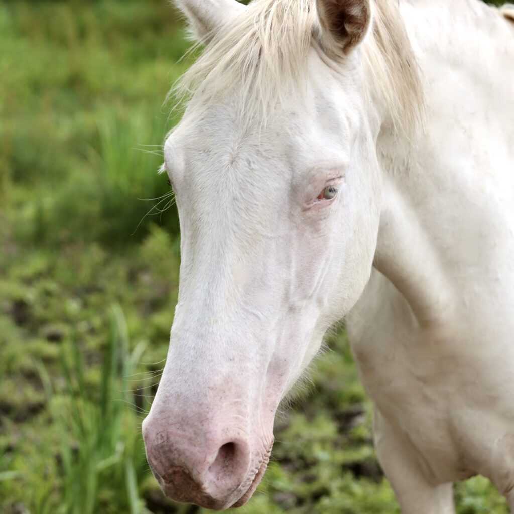 Libertad du Corval Jument PRE Apta de 5 ans en 2026