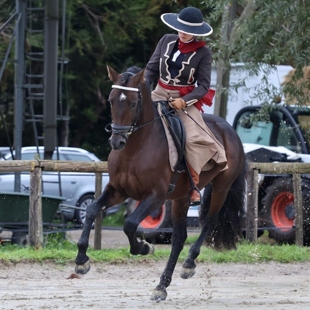 Jomeo du Corval x Olga - Etalon PRE