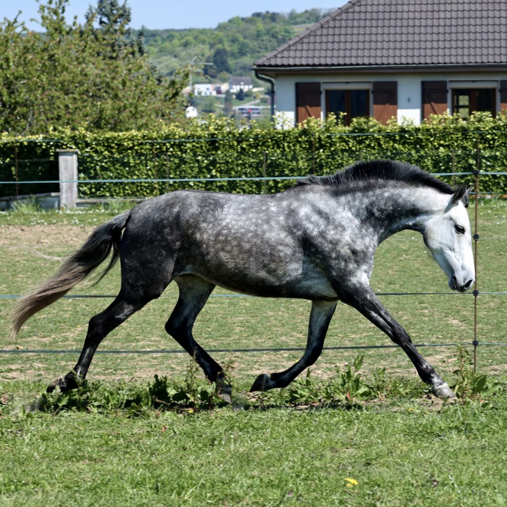Leyenda du Corval Jument PRE Apta de 5 ans