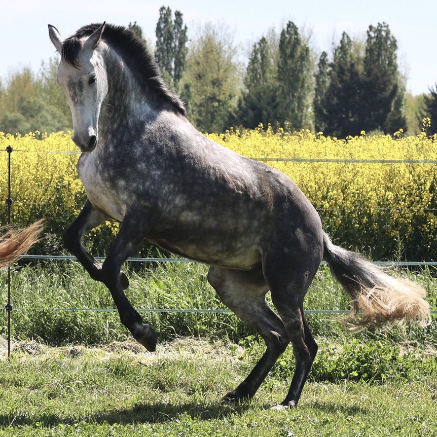 Leyenda du Corval Jument PRE Apta de 5 ans