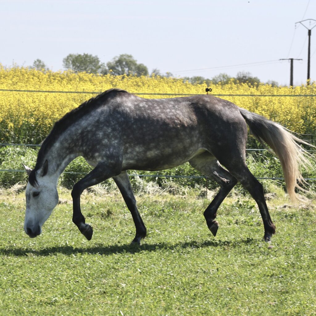Leyenda du Corval Jument PRE Apta de 5 ans