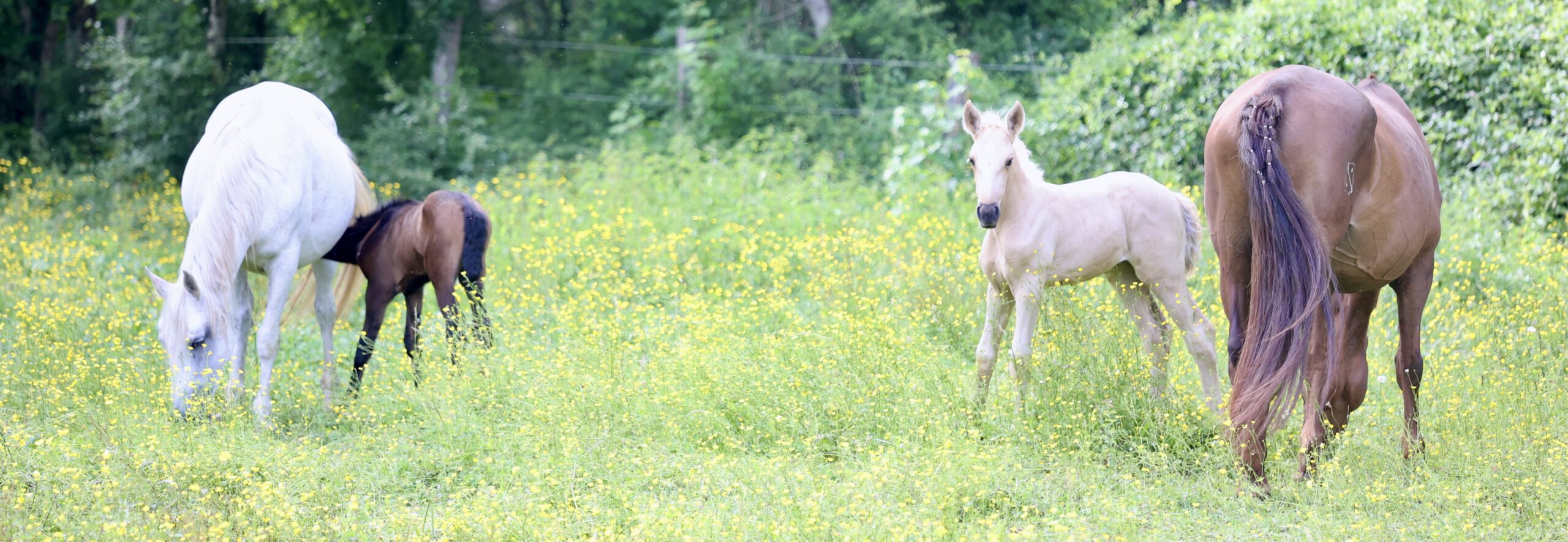 Pension chevaux au pré à Joigny dans l'Yonne