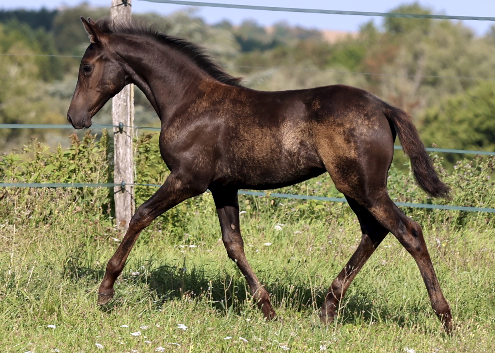 Pantera du Corval, pouliche PRE noire 1 an