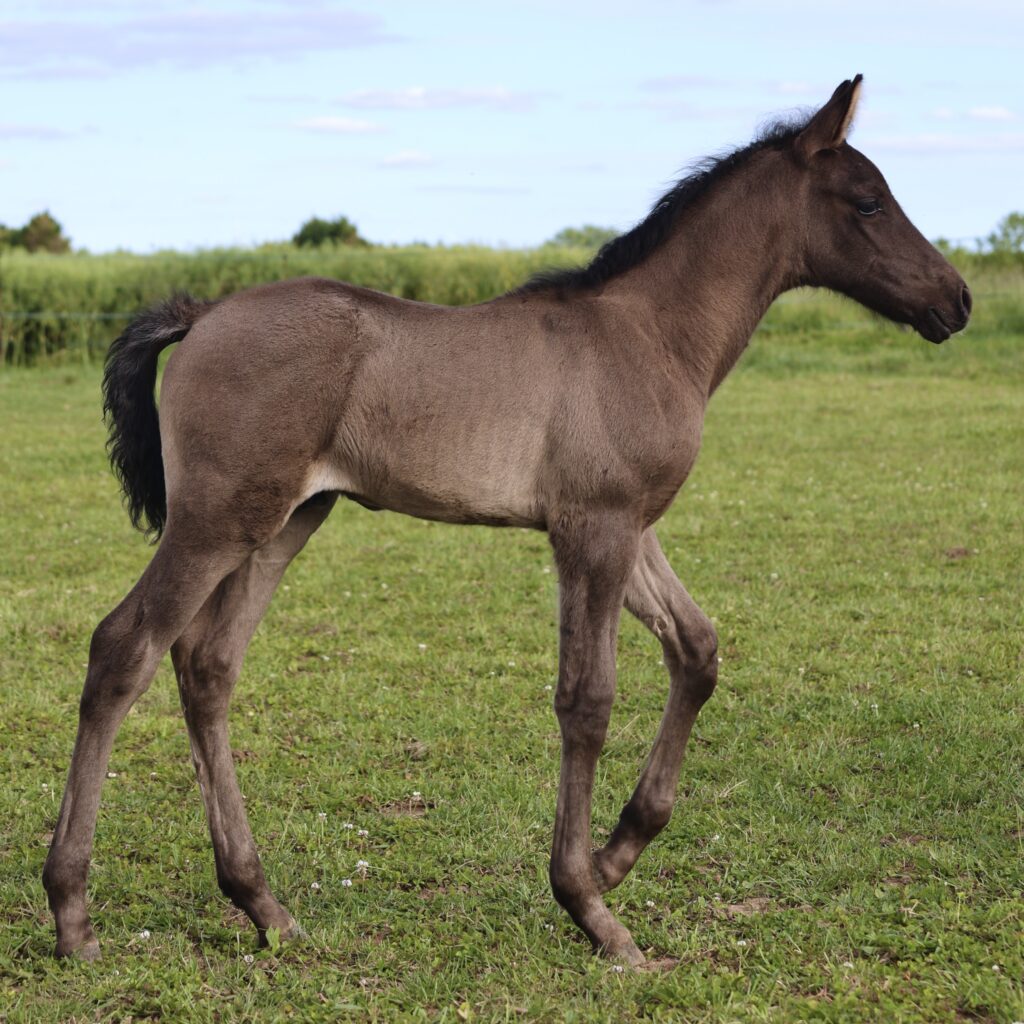 Quieto du Corval - Poulain pure race espagnole smocky black de 2026 PRE PP noir