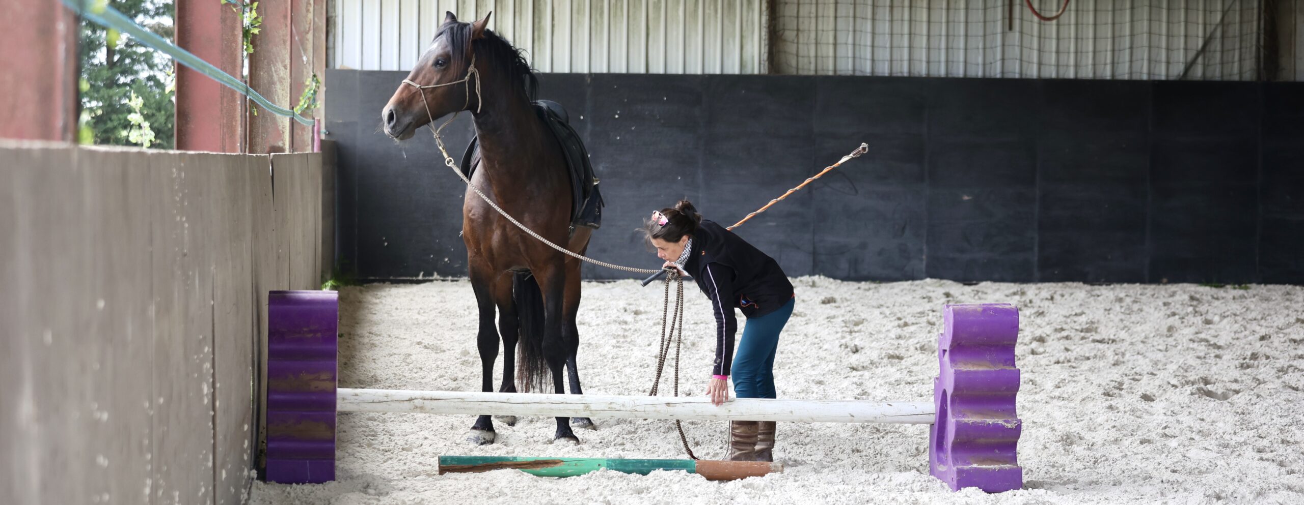 Pension chevaux au pré à Joigny dans l'Yonne