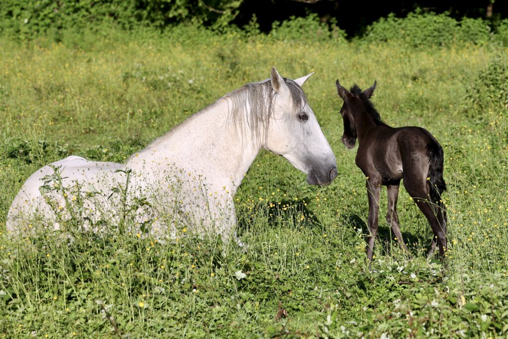Querida du Corval - Pouliche pure race espagnole grise de 2026 PRE PP