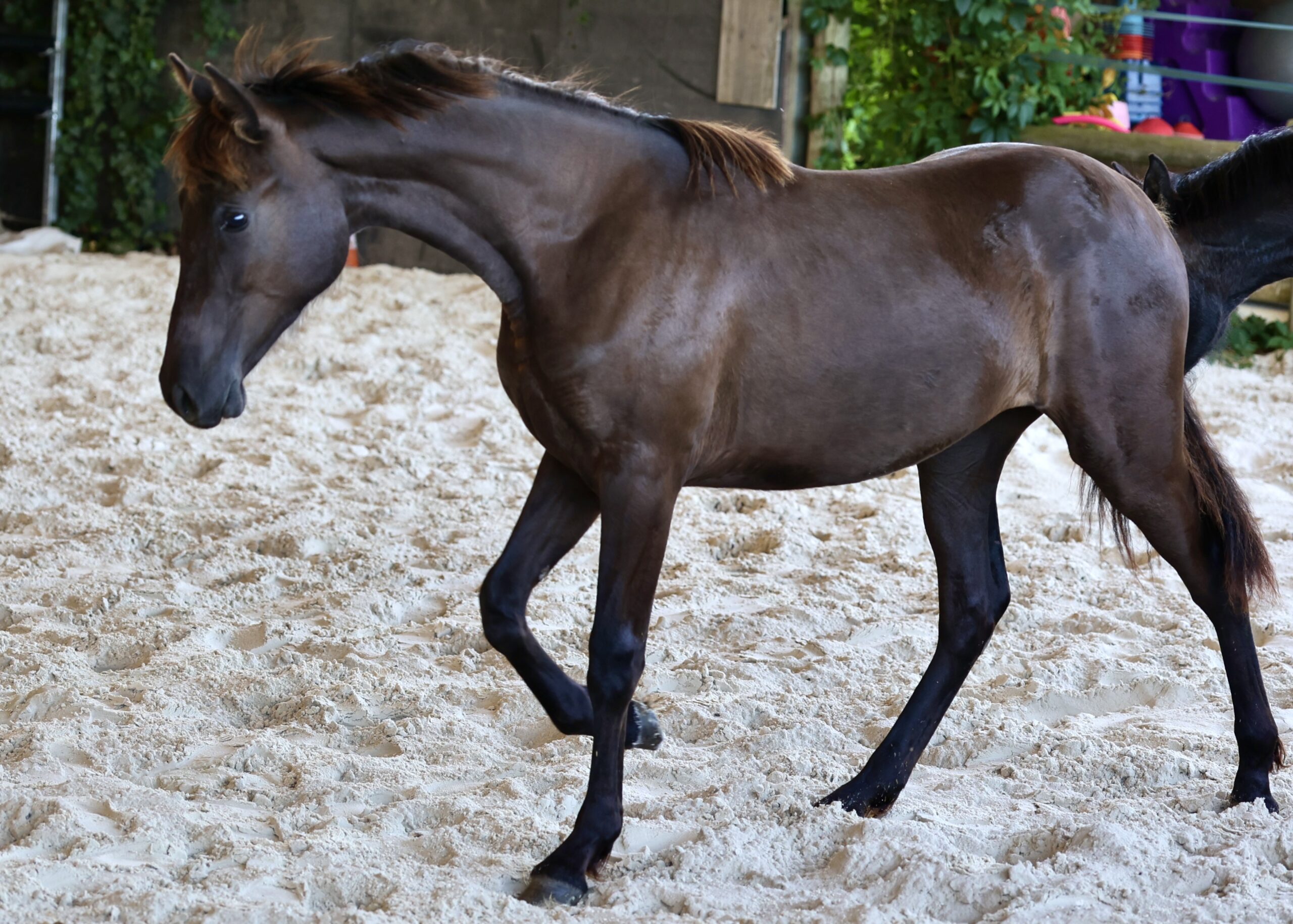Pantera du Corval, pouliche PRE smocky black (noir) 1 an à vendre