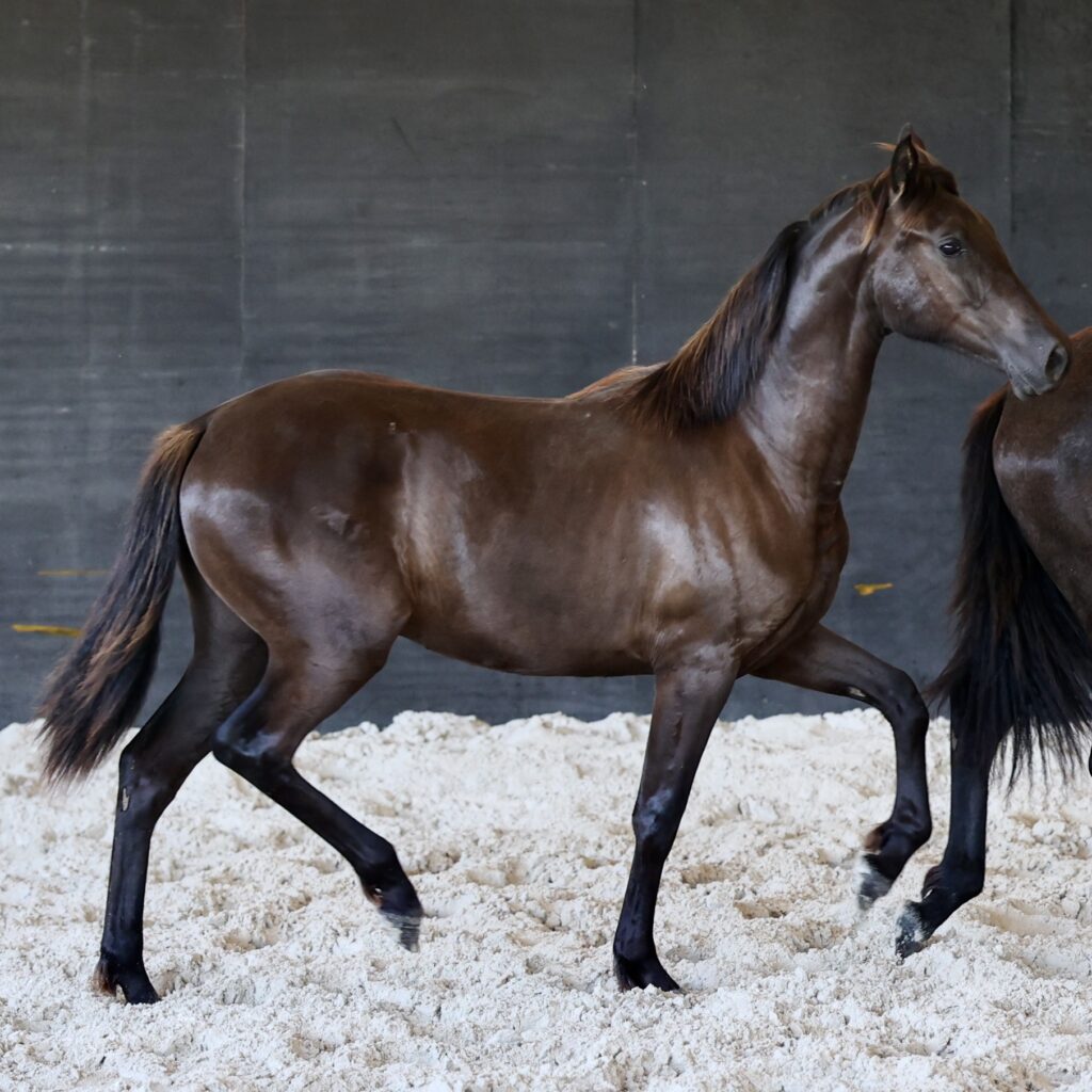 Pantera du Corval, pouliche PRE noire 1 an