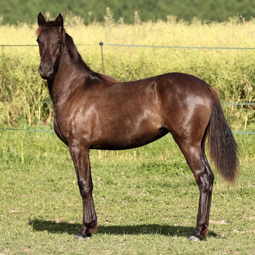 Pantera du Corval, pouliche PRE noire 1 an