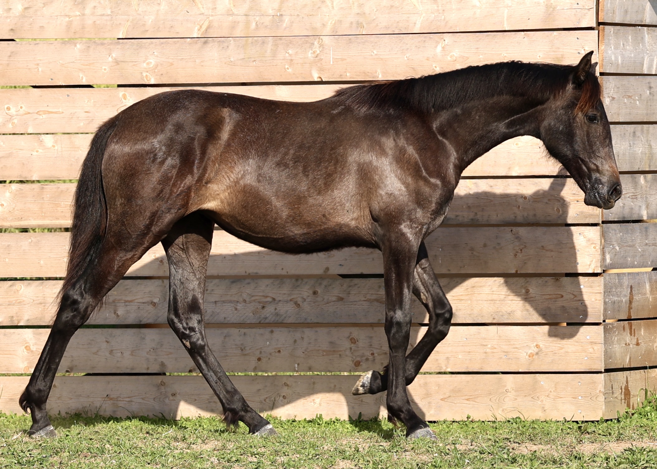 Promesa du Corval, pouliche PRE grise 1 an à vendre
