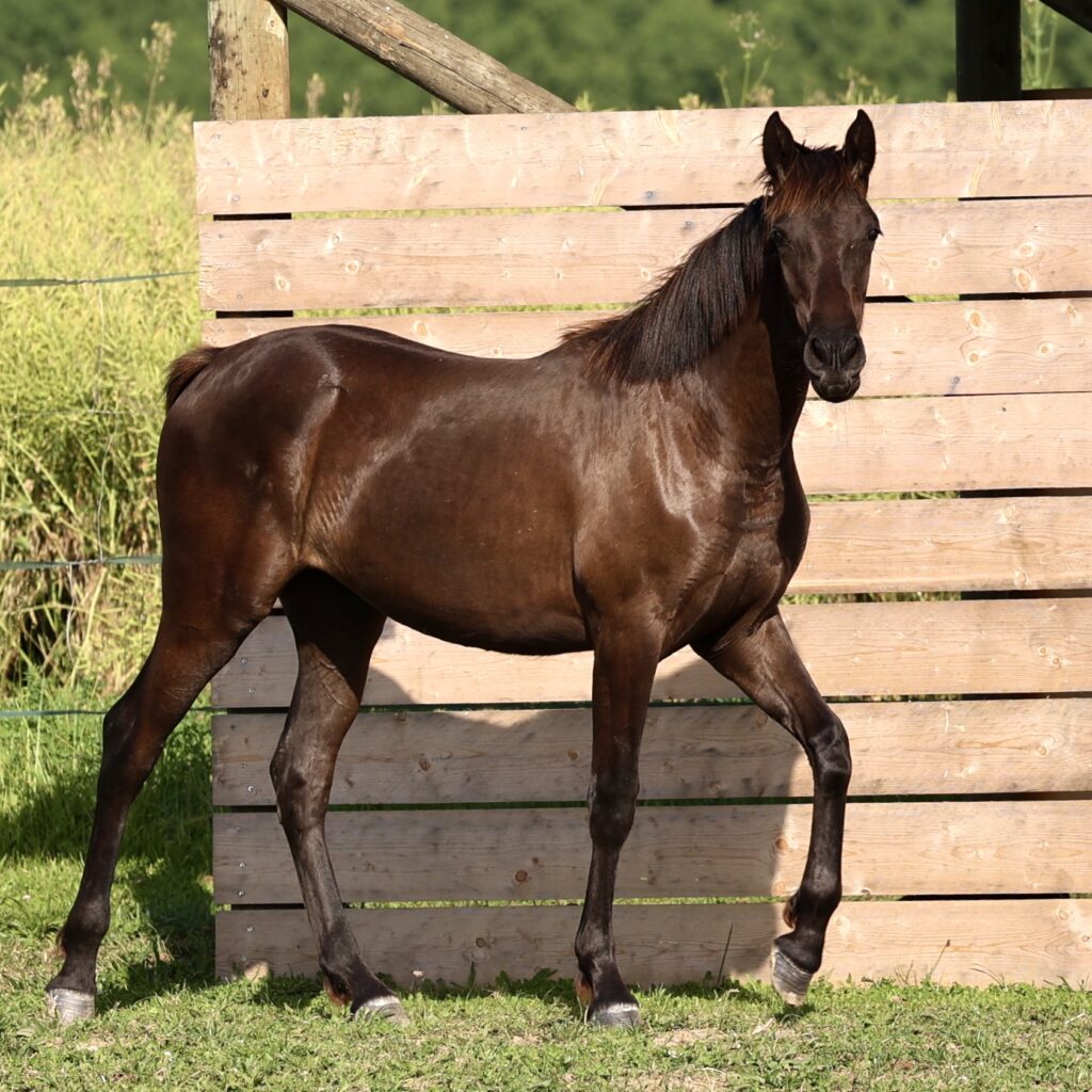 Pantera du Corval, pouliche PRE noire 1 an