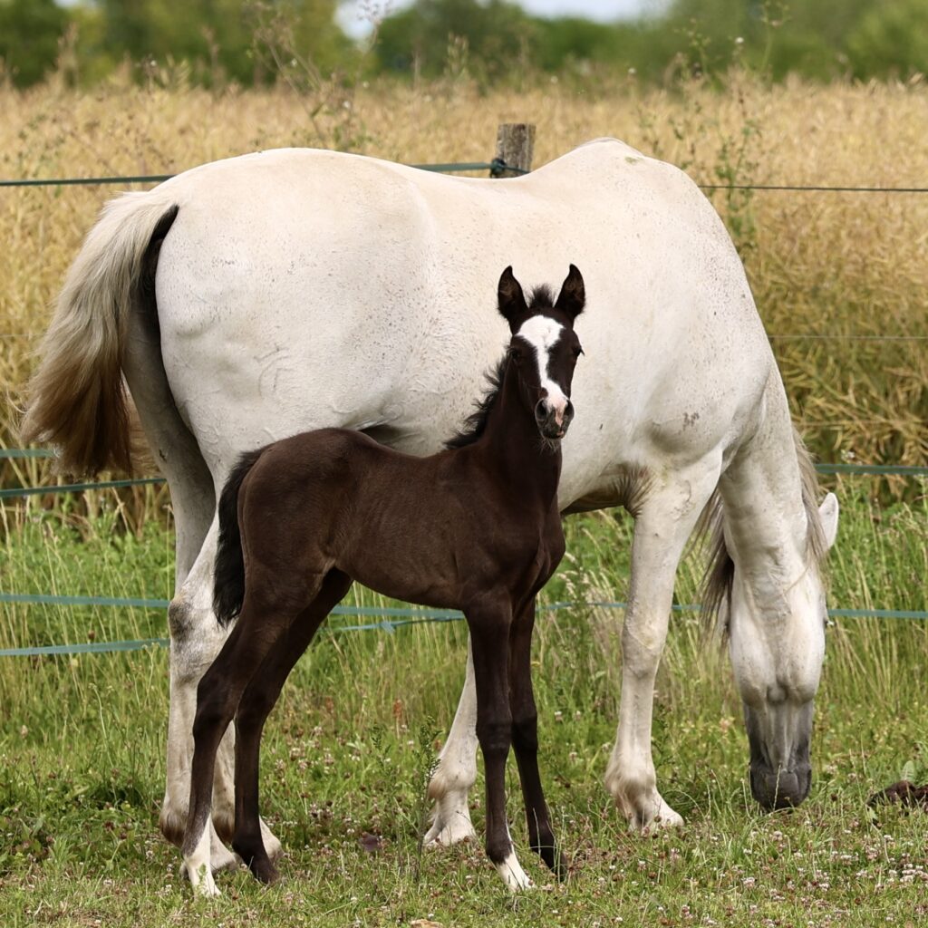 Querida du Corval - Pouliche pure race espagnole grise de 2026 PRE PP