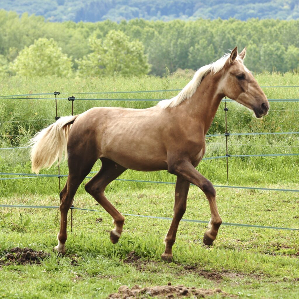 Paloma du Corval, pouliche PRE palomino