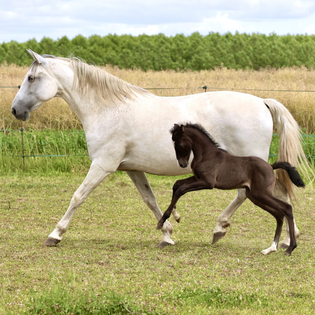 Querida du Corval - Pouliche pure race espagnole grise de 2026 PRE PP