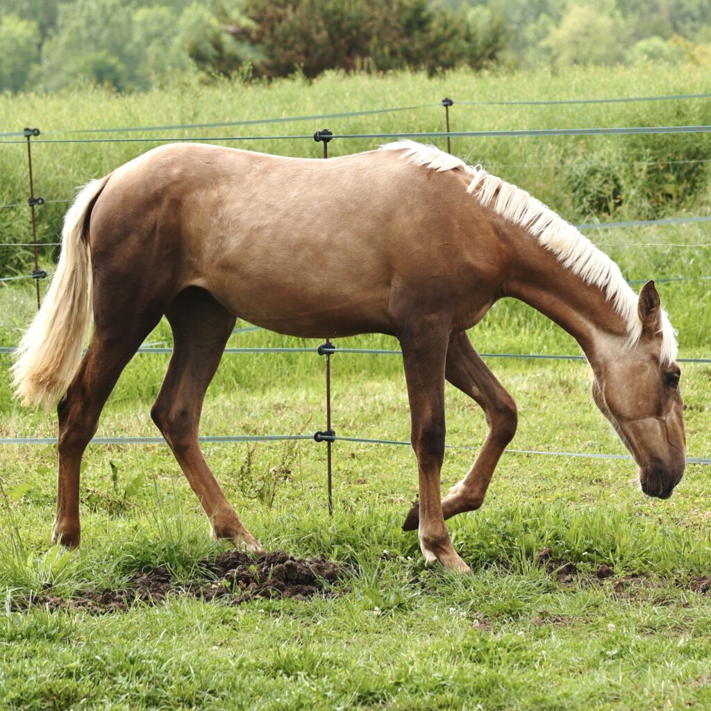 Paloma du Corval, pouliche PRE palomino