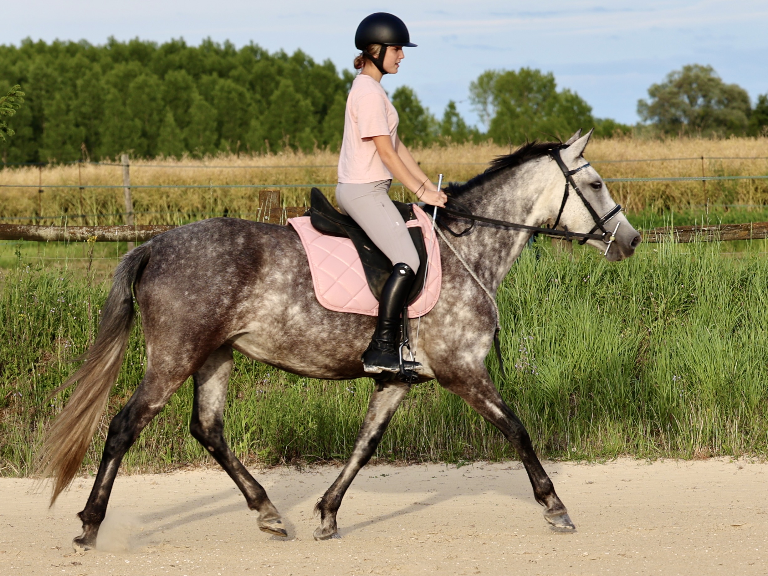 Leyenda du Corval Jument PRE Apta de 5 ans Montée à vendre