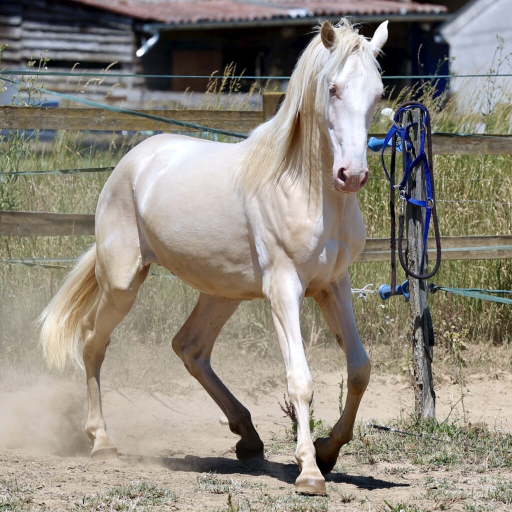 Ramiper de Vinuela Etalon pure race espagnole PRE Perlino creme