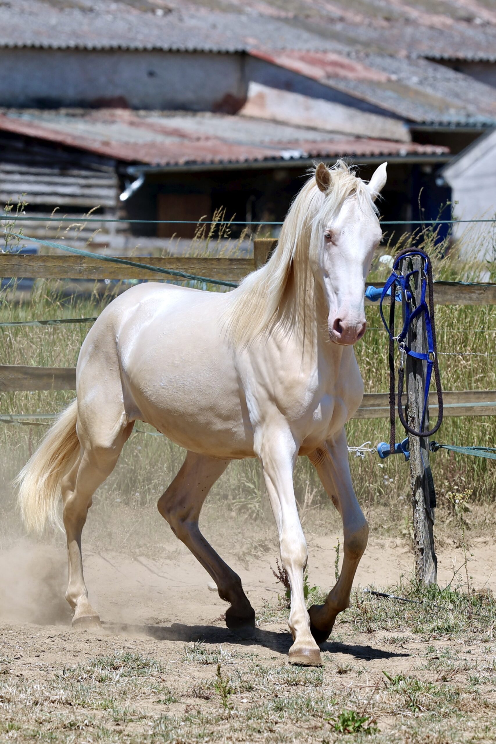 Ramiper de Vinuela Etalon pure race espagnole PRE Perlino creme