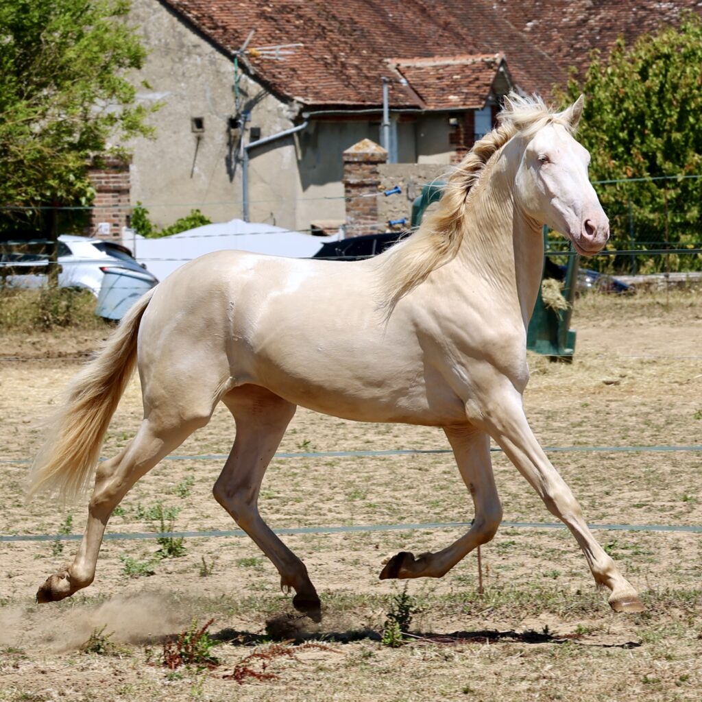 Ramiper de Vinuela Etalon pure race espagnole PRE Perlino creme