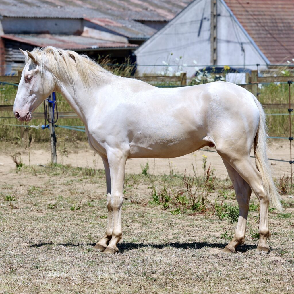 Ramiper de Vinuela Etalon pure race espagnole PRE Perlino creme