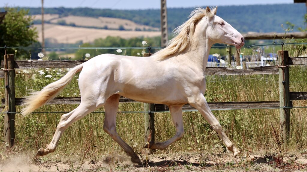 Ramiper de Vinuela Etalon pure race espagnole PRE Perlino creme