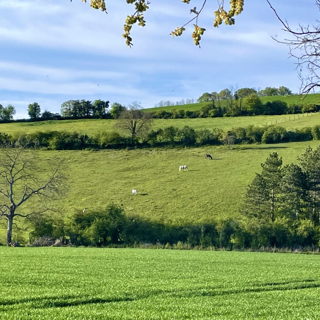 Pension chevaux au pré à Joigny dans l'Yonne